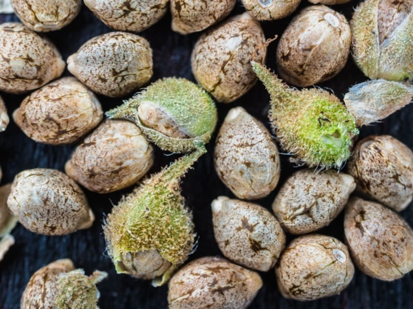 Brak ofert nasion marihuany w sprzedaży internetowej z powodu przepisów prawa.