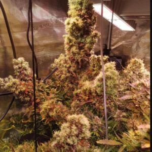 Fat Bastard Auto nasiona konopi – gęste topy pokryte żywicą, odmiana autoflowering o owocowo-skunkowym aromacie