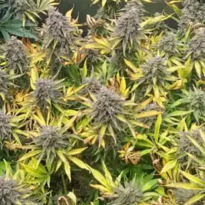 Grandaddy Purple Fast Version – odmiana marihuany Indica