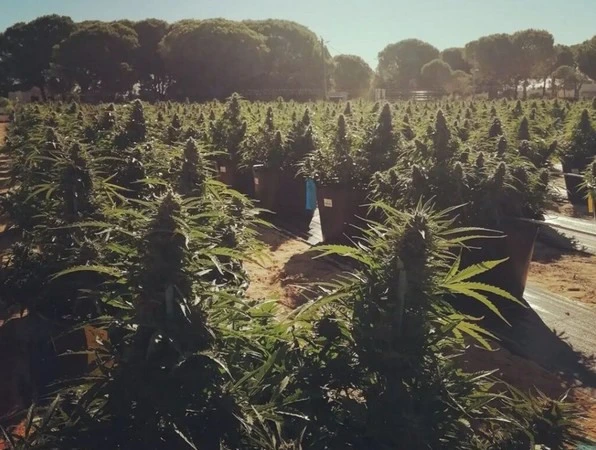 najszybsze automaty autoflowering outdoor w naturalnym świetle