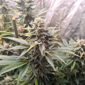 Gelato Fast Version szczyty kwiatów szybka odmiana konopi o wysokim THC