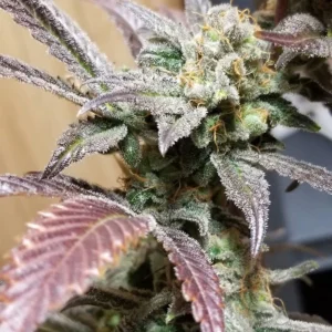 Rosetta Stone nasiona marihuany indoor do growboxa, wysoki thc i duży plon.