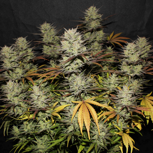 Nasiona konopi Northern Light Auto – automatycznie kwitnąca odmiana o niewielkich rozmiarach i szybkim czasie wzrostu.