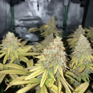 Nasiona Marihuany - Original Oreoz Fast Version outdoor szybkie kwitnienie gęste żywiczne topy