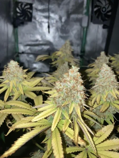 Nasiona Marihuany - Original Oreoz Fast Version outdoor szybkie kwitnienie gęste żywiczne topy
