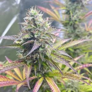 nasiona automatyczne Watermelon Zkittlez Auto – roślina w zaawansowanym stadium kwitnienia