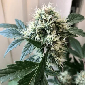 Ghost Train Haze #1 Babcia Ganja Seeds sativa żywiczne topy marihuana