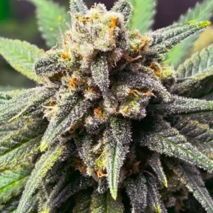 Nasiona marihuany AK-59 Auto – szybka odmiana autoflower o wysokim THC i dużym plonie