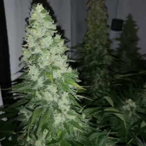 roślina konopi AK-47 w doniczce z zielonymi liśćmi