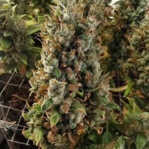 Amnesia Lemon – nasiona marihuany feminizowane o cytrusowym aromacie