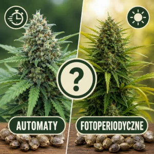 Automaty outdoor czy odmiany fotoperiodyczne