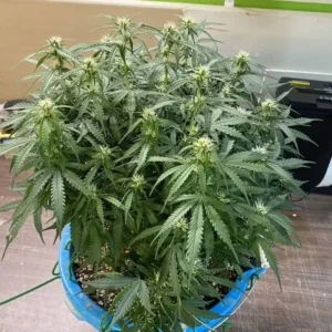 Nasiona marihuany Blue Cheese Auto – roślina o intensywnym serowym aromacie i owocowych nutach borówki