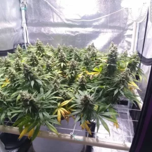 Nasiona Marihuany Blue Cheese – Idealna Hybryda o Serowym Aromacie i Owocowej Świeżości