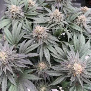 Bruce Banner nasiona marihuany Babcia Ganja Seeds gęste topy THC 32 procent truskawkowy diesel indoor outdoor