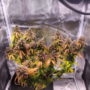 Bubblegum Auto – ziarna marihuany o słodkim aromacie gumy balonowej