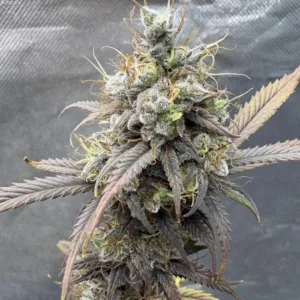 Ziarenka marihuany - Critical Jack