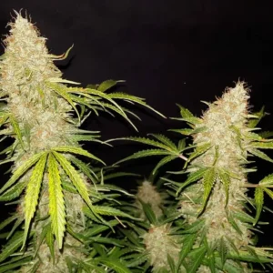 Nasiona konopi Jack Herer Auto – szybki wzrost i mocny efekt euforyczny.