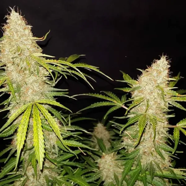 Jack Herer Auto Nasiona Marihuany automatyczne feminizowane Babcia Ganja