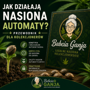 Jak działają nasiona automaty – poradnik dla kolekcjonerów nasion marihuany automatycznych