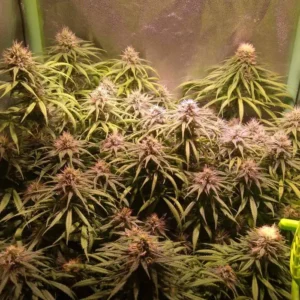 Mazar – nasiona marihuany indica Afghan x Skunk od Babcia Ganja Seeds
