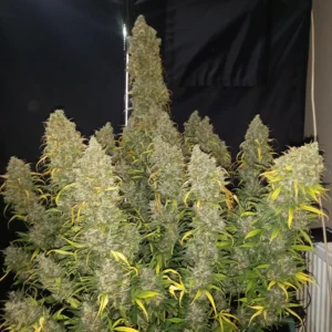 Moonshine Cookies Auto nasiona marihuany Babcia Ganja Seeds automat słodki ciasteczkowy aromat THC do 20% indoor outdoor