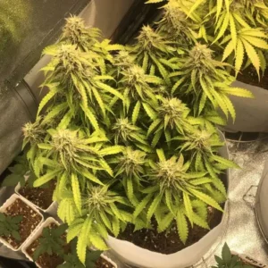 Amnesia Gold Auto nasiona marihuany automaty cytrusowa odmiana sativa indoor outdoor