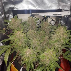 Wedding Cake Auto – nasiona marihuany autoflowering z wysokim THC