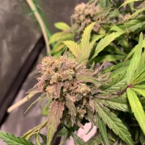 Blue Amnesia Auto nasiona marihuany automaty odmiana sativa owocowy aromat indoor outdoor autoflower