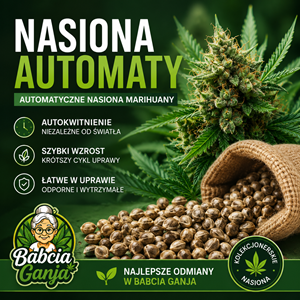 Nasiona automatyczne – kolekcjonerskie nasiona marihuany automaty z żywicznym kwiatostanem i nasionami konopi