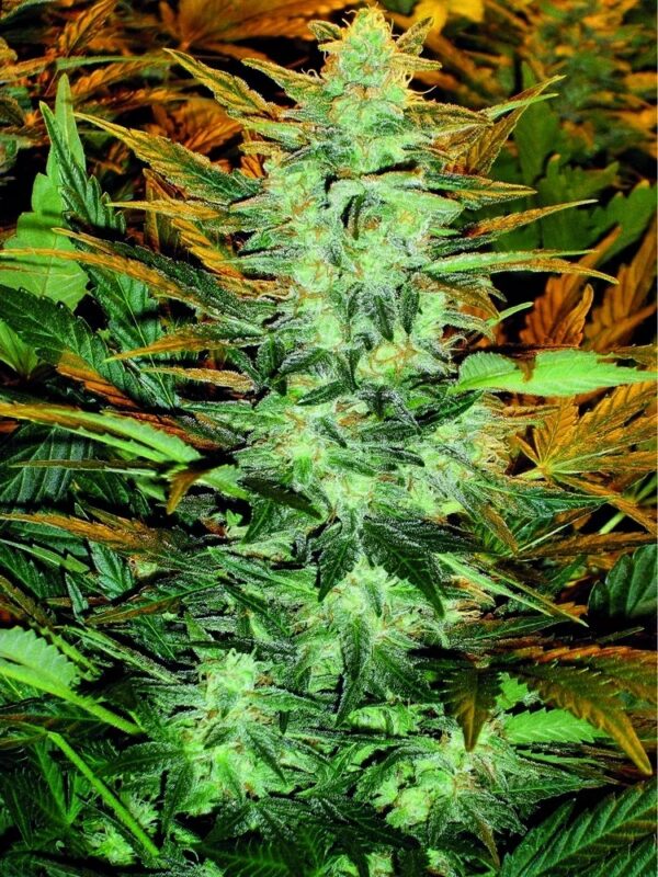 Lowryder #2 Auto Nasiona Marihuany automatyczne Babcia Ganja Seeds