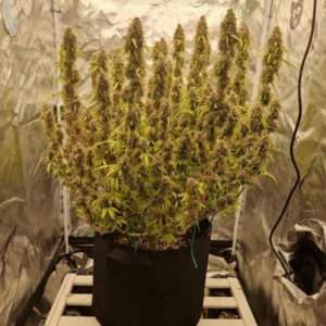 Nasiona Blue Mazar Auto – automatycznie kwitnąca odmiana marihuany z wysokim THC, idealna do uprawy indoor i outdoor.