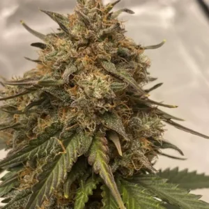 Critical Mass nasiona marihuany indica Afghani x Skunk #1