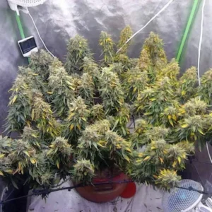 Nasiona Future #1 – mocna odmiana konopi do uprawy indoor o dużej wydajności