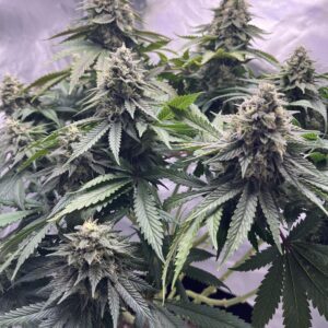 nasiona marihuany sour diesel sativa diesel cytrusowa babcia ganja seeds