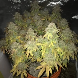 Kwiaty marihuany Blueberry o gęstej strukturze i fioletowo-zielonym zabarwieniu