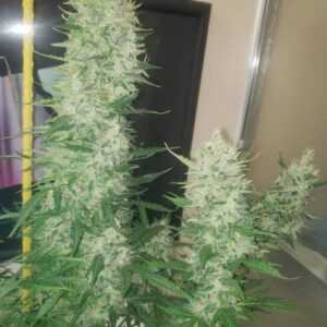Nasiona marihuany Blueberry x Big Devil Auto