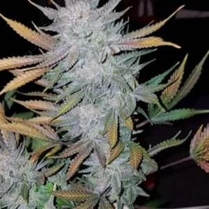 Nasiona Cheese – marihuana o intensywnym serowym aromacie, wysokim THC, szybkim kwitnieniu i dużym plonie. Idealna do uprawy indoor i outdoor.