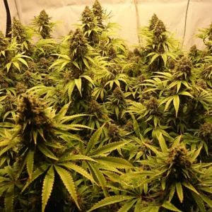 Nasiona marihuany Jack Herer – wysokiej jakości feminizowane nasiona konopi do uprawy outdoor.