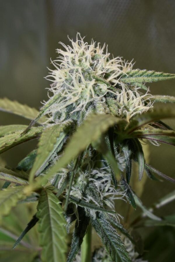 Mimosa Auto Nasiona Marihuany automatyczne Babcia Ganja Seeds