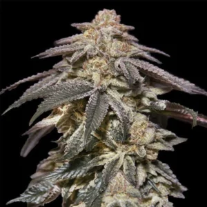 Oreoz Auto Babcia Ganja Seeds nasiona marihuany automatyczne o słodkim ciasteczkowym aromacie