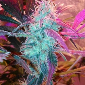 Purple Haze BabciaGanja Seeds fioletowe topy marihuany żywiczne kwiaty Sativa