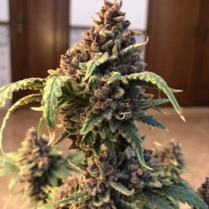 Runtz Auto kwitnąca roślina nasiona marihuany automatyczne Babcia Ganja Seeds, pełny aromat, autoflowering