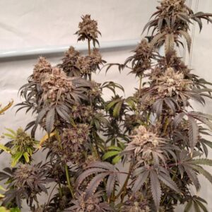 Kwitnąca roślina marihuany Runtz Fast Version z gęstymi, kolorowymi topami, odmiana indica/sativa, Babcia Ganja Seeds, uprawa indoor outdoor, szybki cykl kwitnienia.
