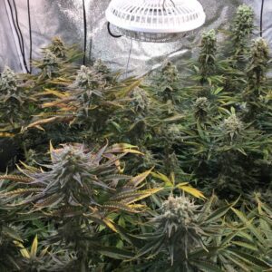 nasiona marihuany strawberry banana fast version feminizowane szybka odmiana słodka babcia ganja seeds