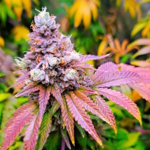 Kwitnąca roślina Watermelon Zkittlez Fast Version z gęstymi, żywicznymi kwiatami, odmiana Babcia Ganja Seeds, aromat arbuza i cukierków, uprawa indoor outdoor.