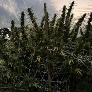 Apple Fritter nasiona marihuany feminizowane hybryda indica sativa deserowy aromat THC