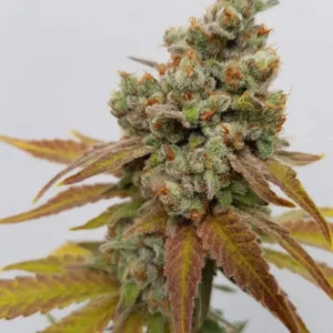 Special Queen #1 w pełni kwitnąca – ciężkie pąki pokryte żywicą w uprawie outdoor