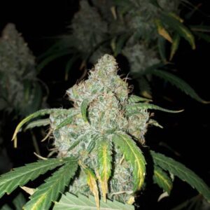 OG Kush Auto Nasiona Marihuany automatyczne Babcia Ganja Seeds