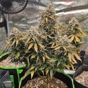 Pineapple Express Auto Nasiona Marihuany automatyczne Babcia Ganja Seeds
