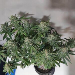 nasiona outdoor power plant babcia ganja seeds klasyczna odmiana konopi